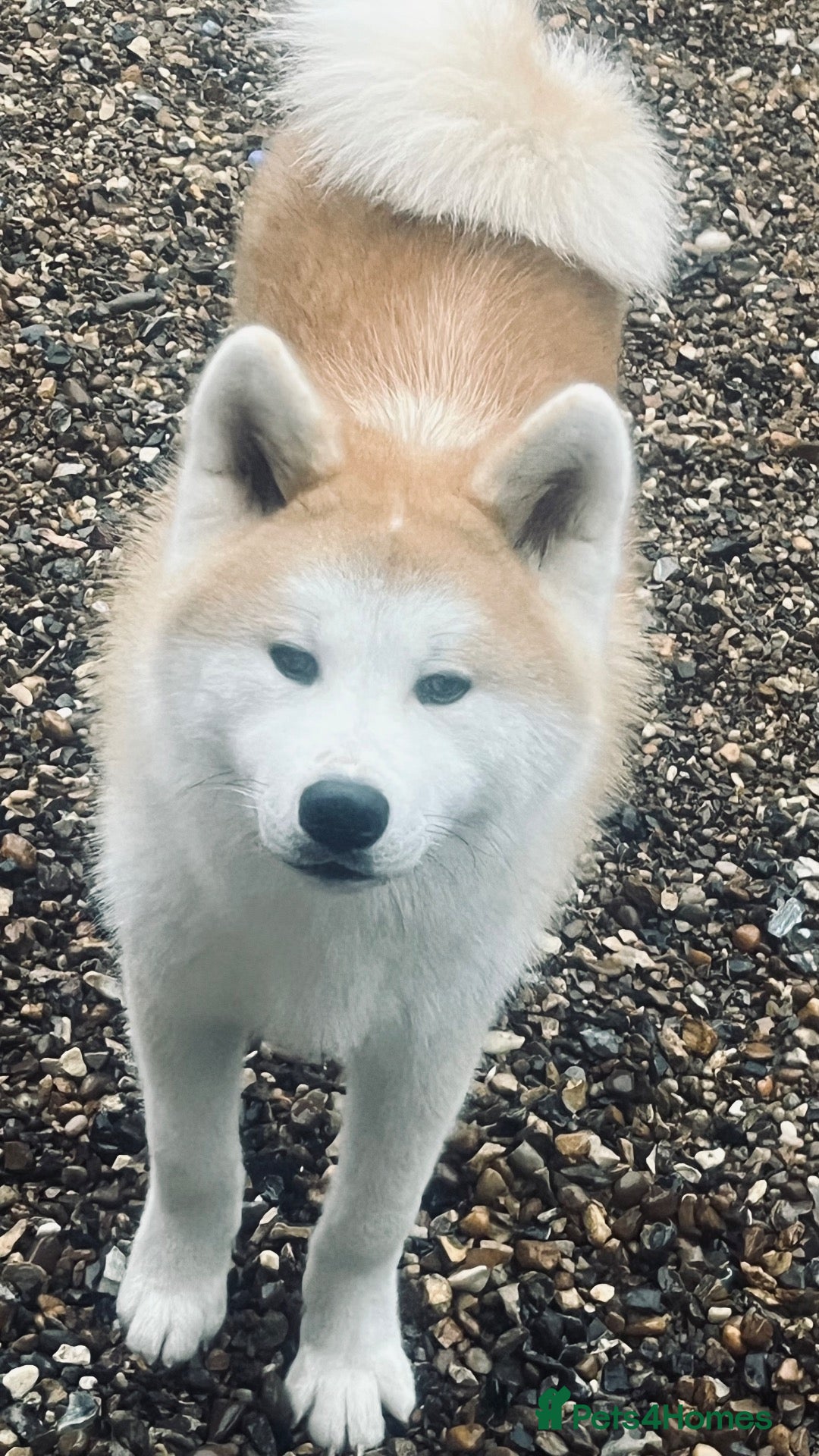 Japanese Akita Inu dogs for sale: Quality kc reg male pup - Advert 5