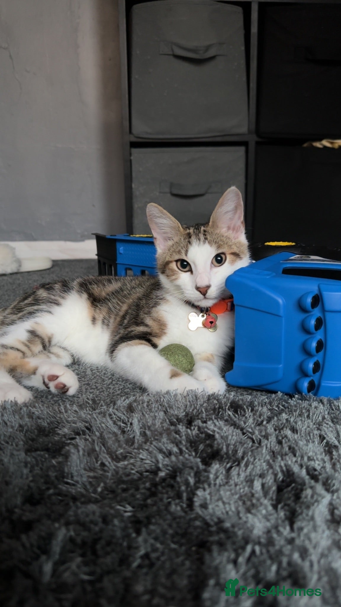Mixed Breed cats Beautiful boy Sapphire - Advert 14