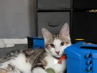 Mixed Breed cats Beautiful boy Sapphire - Advert 17