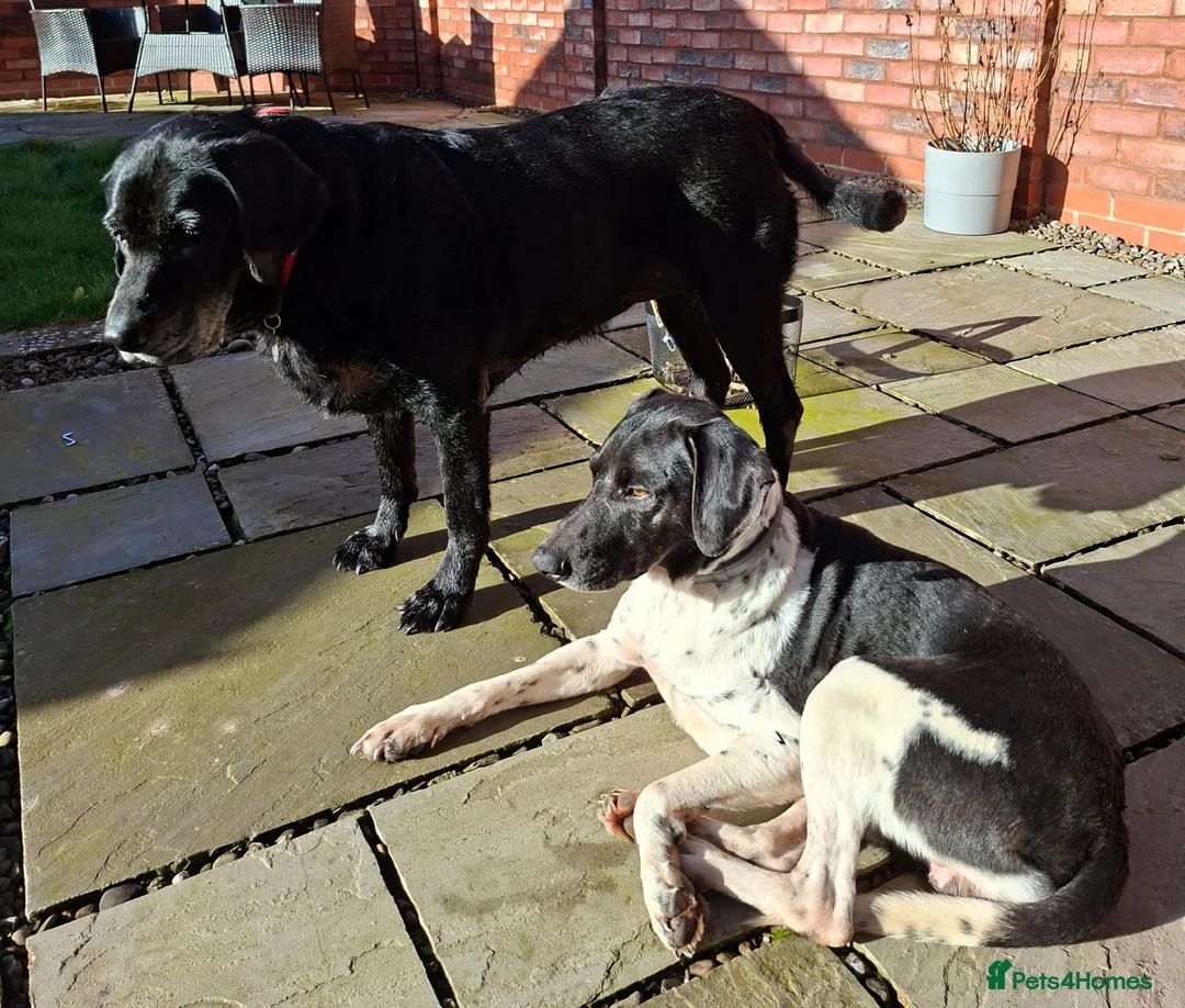 Mixed Breed dogs for adoption: Stratos ! ❤️ a Cypriot sweetheart  - Advert 9