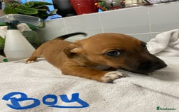 Jack Russell dogs for sale: Jack Russell puppies  - Image 3