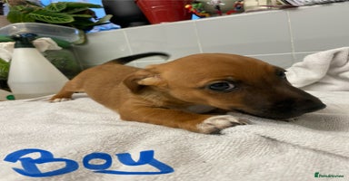 Jack Russell dogs - Advert 9