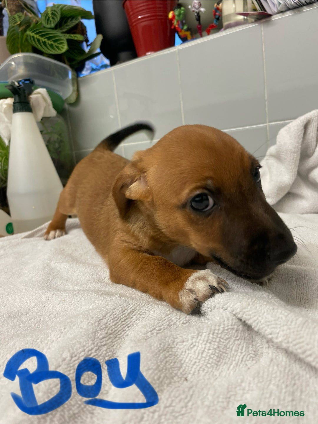 Jack Russell dogs for sale: Jack Russell puppies  - Image 3