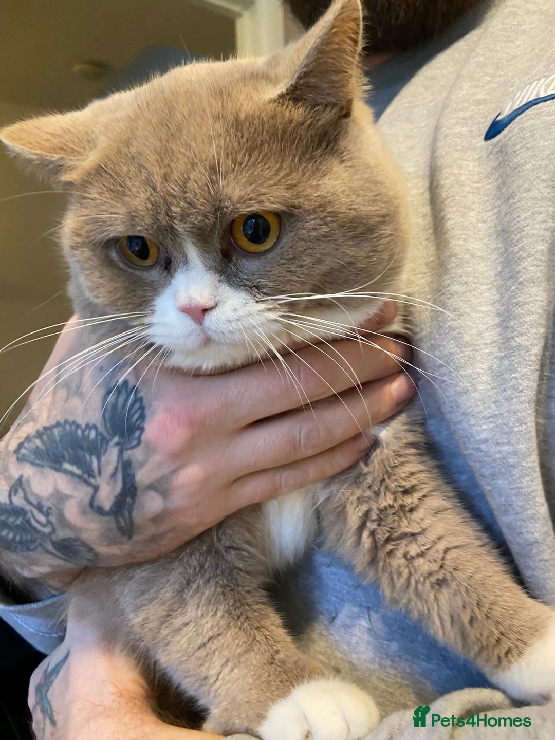 British Shorthair cats for sale: Chunky male BSH - Advert 5