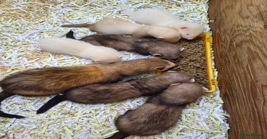 Ferret rodents - Advert 9