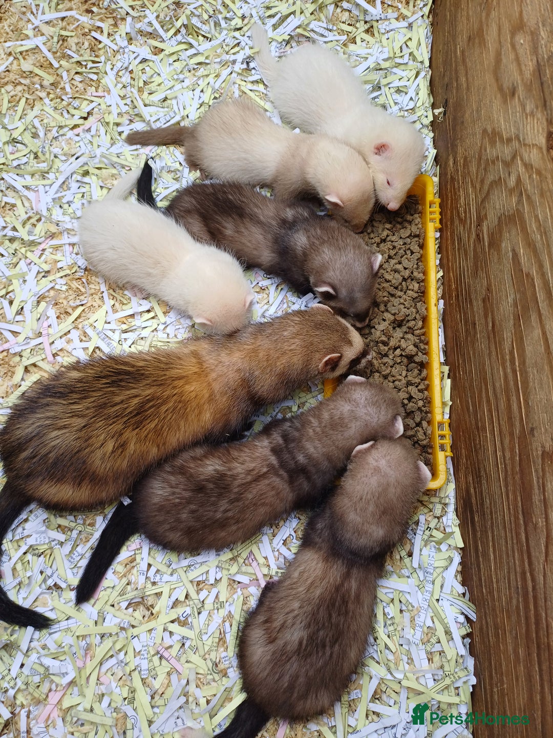 Ferret rodents for sale: Ferret kits for sale - Image 3
