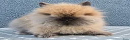 Lionhead rabbits for sale: Gorgeous Purebred Lionheads available  - Advert 3