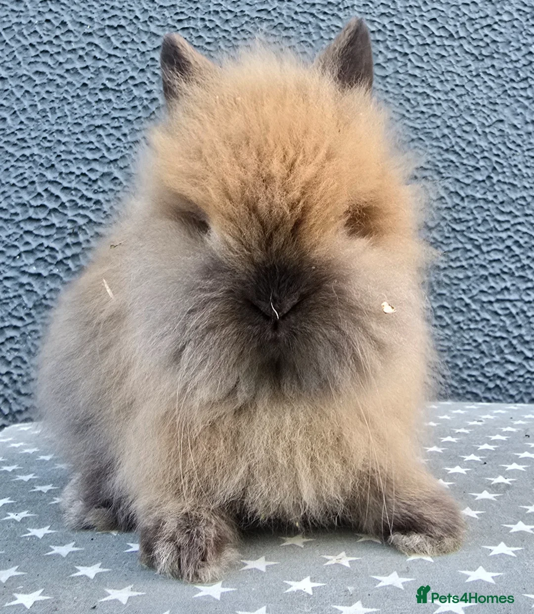Lionhead rabbits for sale: Gorgeous Purebred Lionheads available  - Advert 3