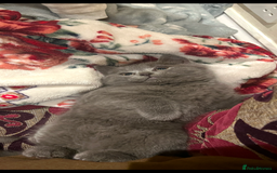 British Shorthair cats for sale: British shorthair - Image 2