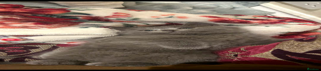 British Shorthair Kitten 1