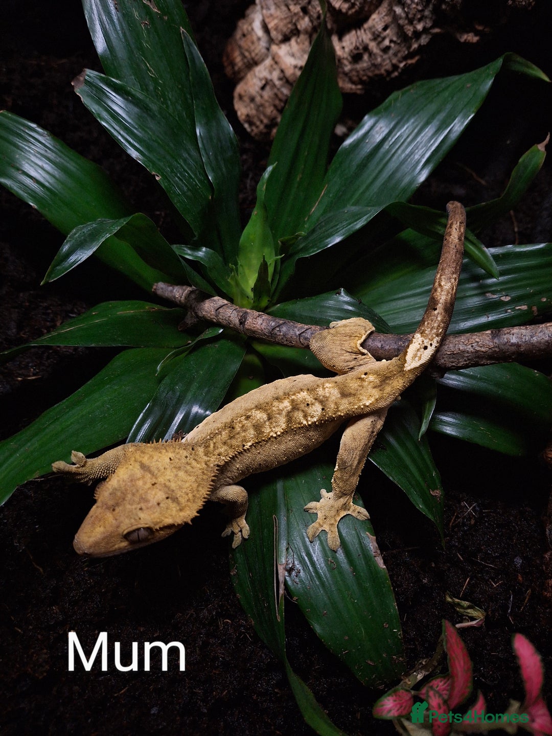 Gecko reptiles for sale: Baby crested geckos  in Doncaster - Image 12