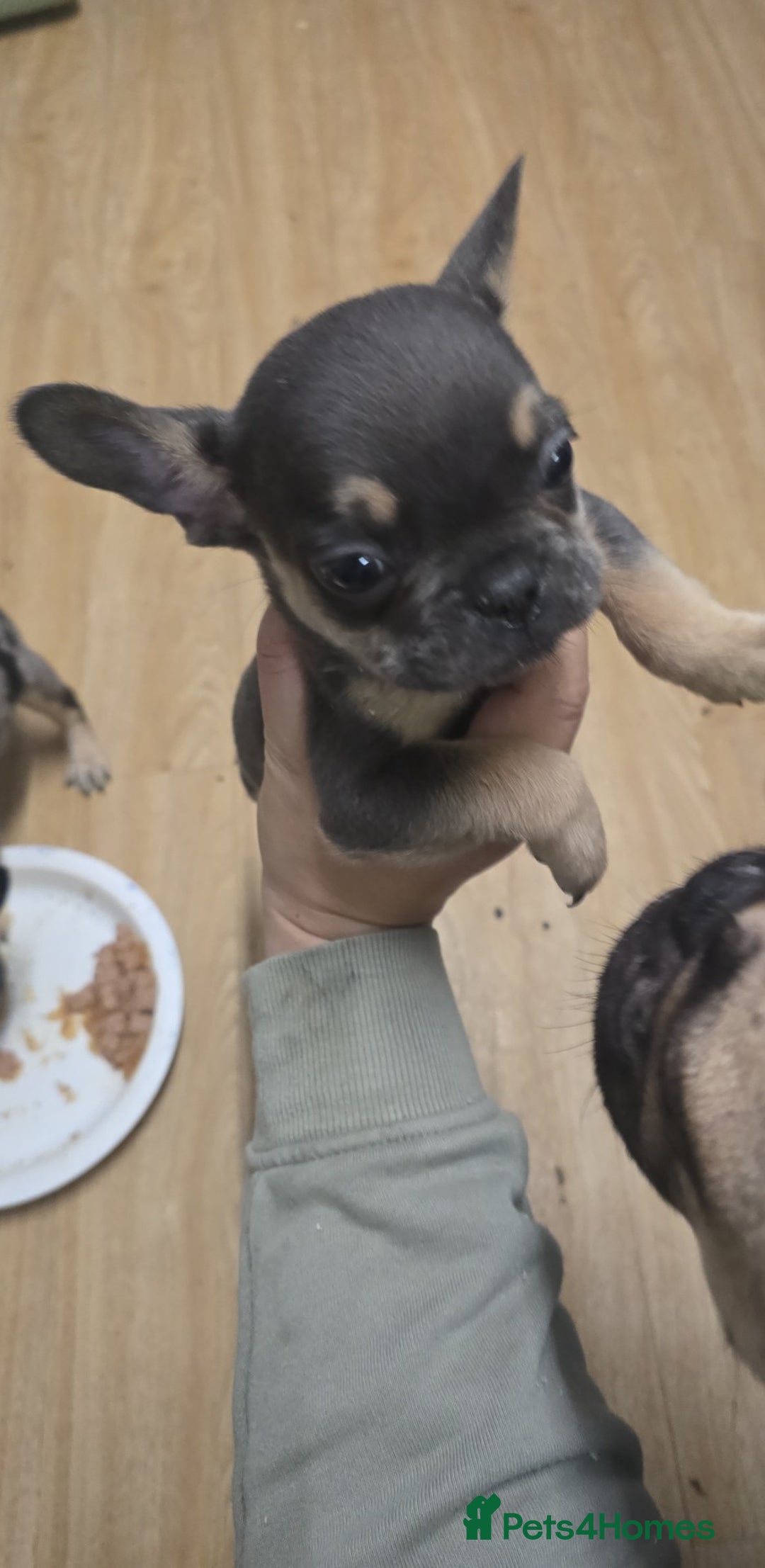 French Bulldog dogs for sale: Last little boy, L4 carrier - Advert 4