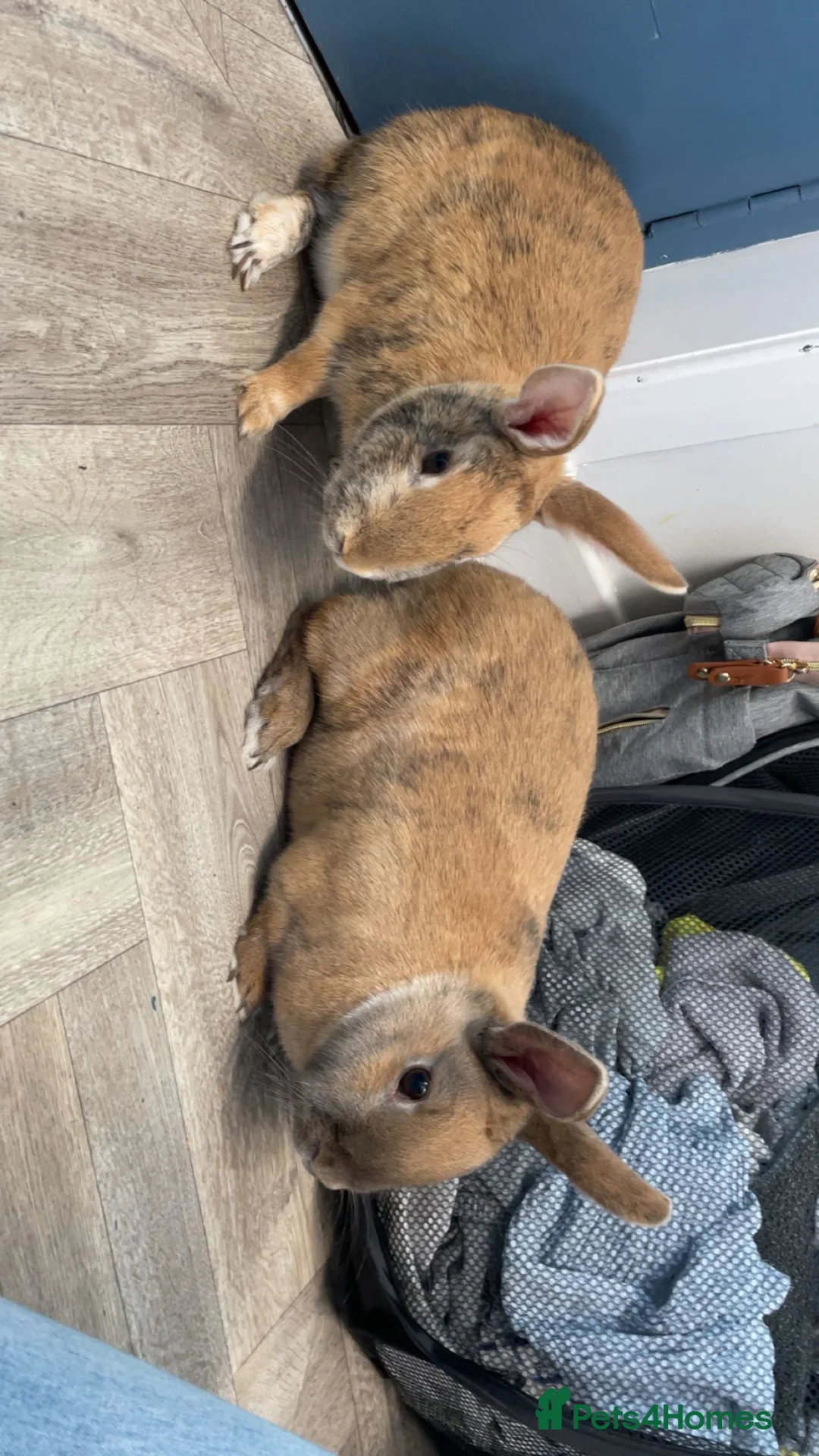 Mixed Breed rabbits for sale: Two bunnies  in Lybster - Advert 1