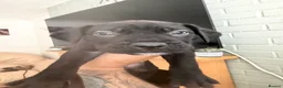 Cane Corso dogs for sale: Cane corso puppies - Advert 8