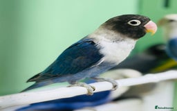 Lovebirds birds for sale: Beautiful Pair of Love Birds - Image 2