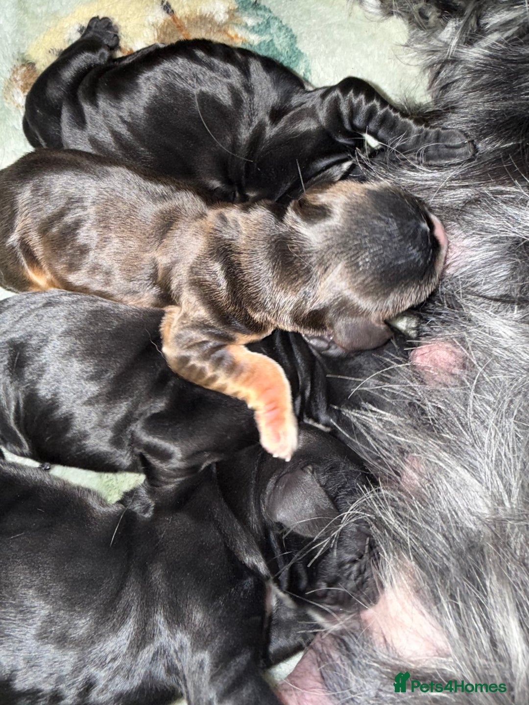 Cocker Spaniel dogs for sale: Exceptional pedigree KC champion show Cockers.  - Image 14