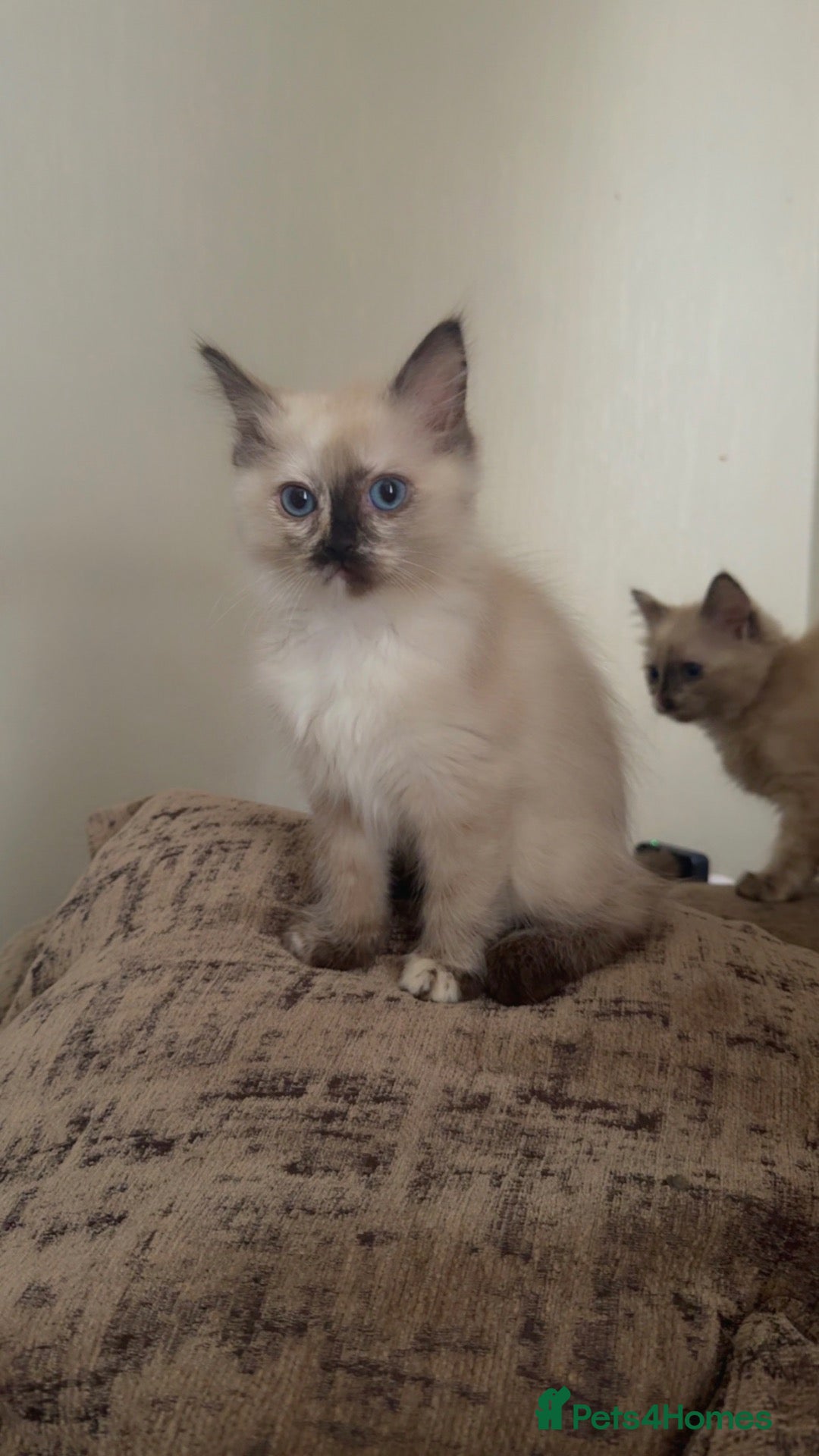 Ragdoll cats Beautiful Seal Tortie-Point Ragdoll Girl 🌸  - Advert 5