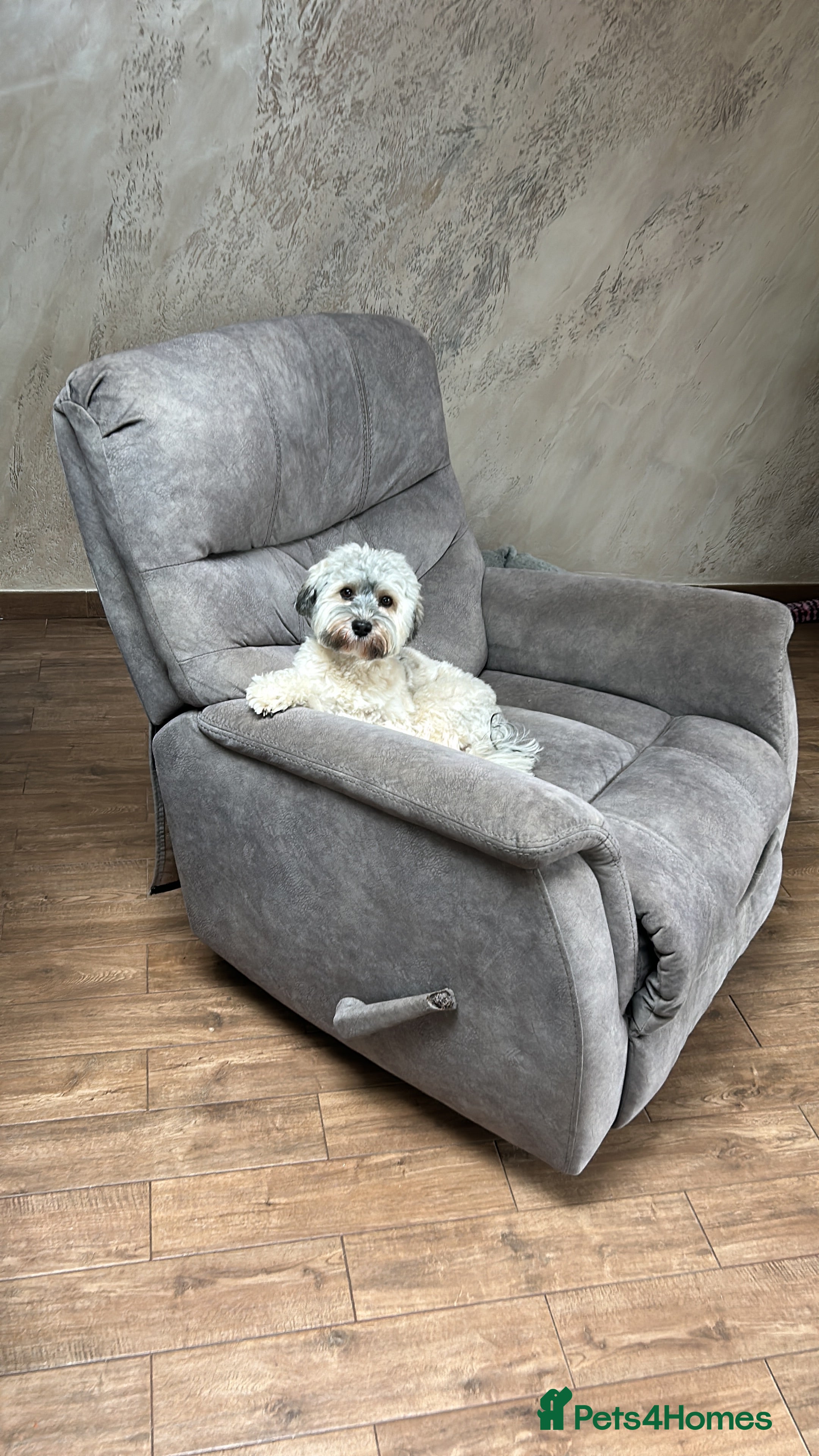 Havanese dogs Our⭐️Teddy⭐️ is available for stud. - Advert 1