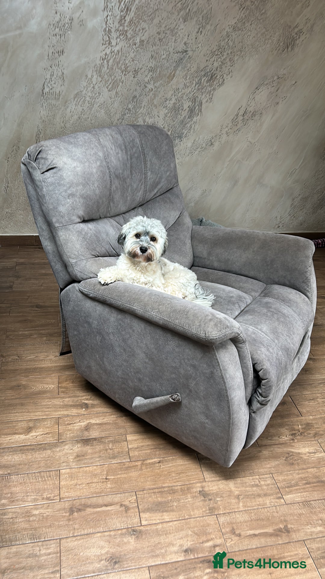 Havanese dogs for stud: Our⭐️Teddy⭐️ is available for stud. - Image 1