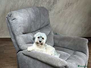 Havanese dogs - Advert 1