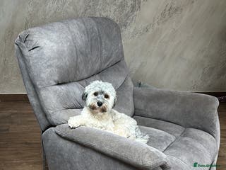 Havanese dogs Our⭐️Teddy⭐️ is available for stud. - Advert 1