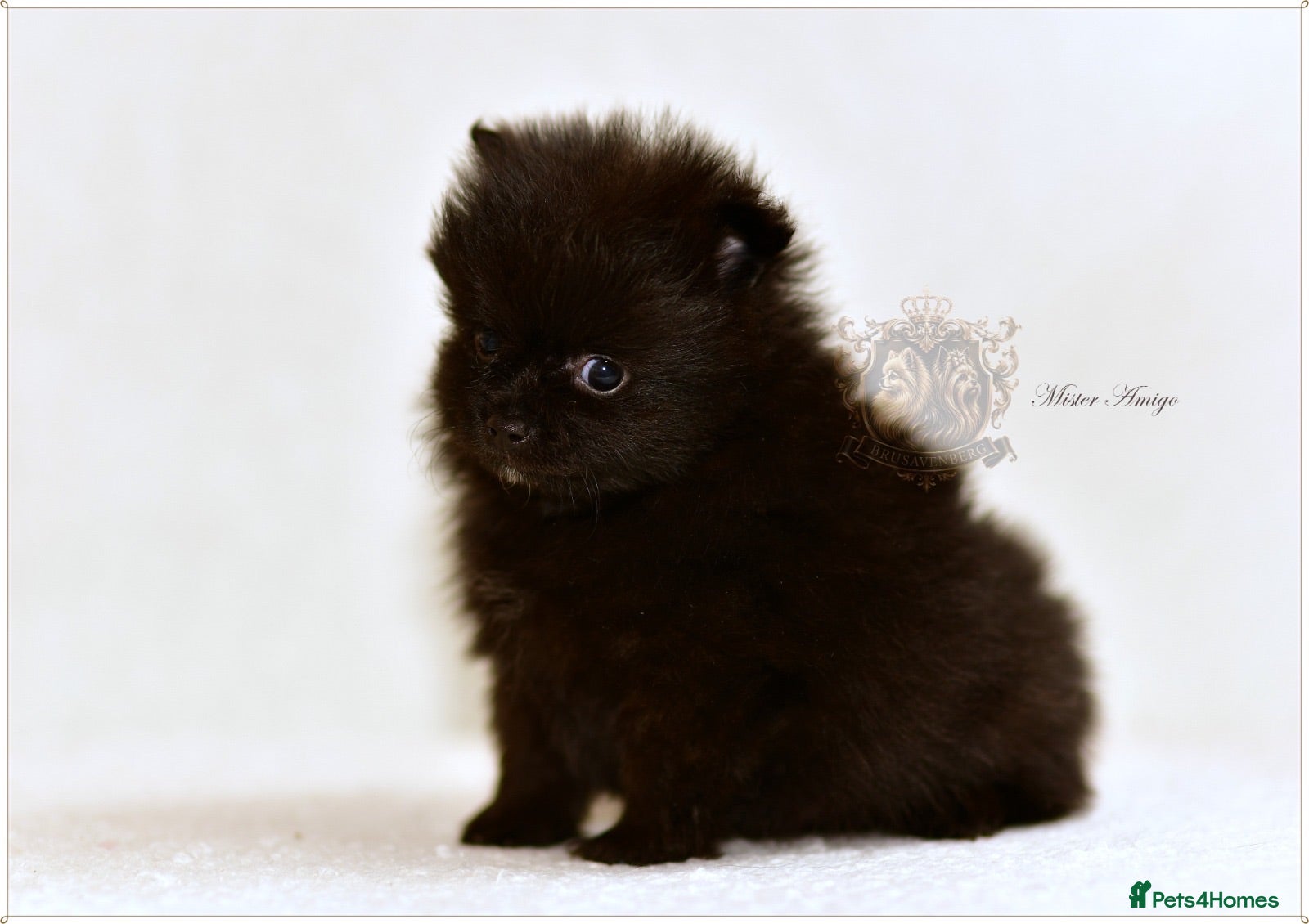 Pomeranian dogs KC DNA SHORT MUZZLE MINIATURE POMERANIAN PUPPIES - Advert 11