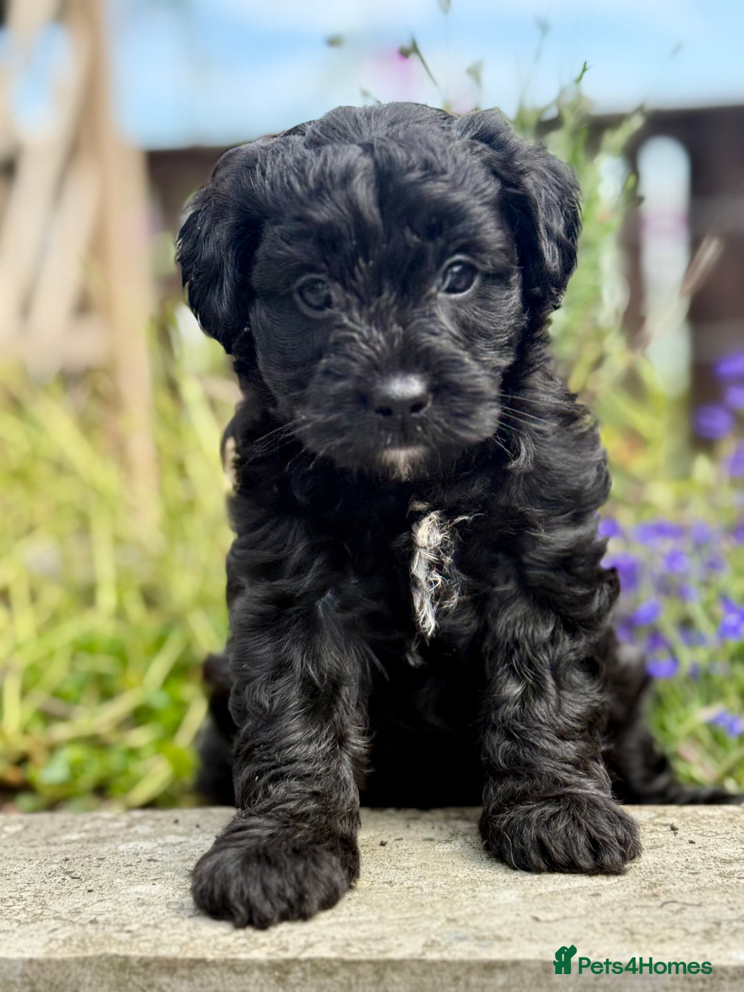 Cavapoo dogs for sale: Beautiful Cavapoo pups  - Image 5