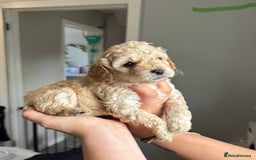 Sproodle dogs for sale: Gorgeous Sproodle Puppies - Image 2