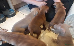 Staffordshire Bull Terrier dogs for sale: Staffordshire bull terrier 2x litters - Image 1