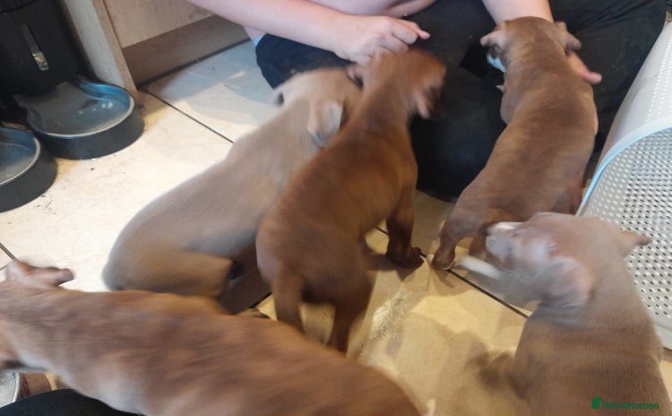 Staffordshire Bull Terrier dogs - Advert 1