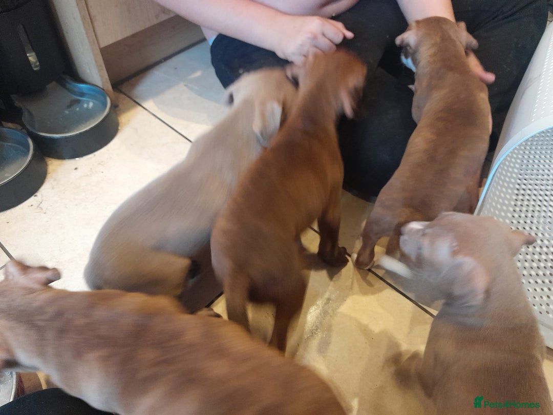 Staffordshire Bull Terrier dogs for sale: Staffordshire bull terrier 2x litters - Image 1