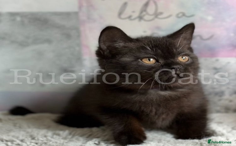 British Shorthair cats - Advert 4