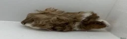 Guinea Pig rodents for sale: Stunning! Female & Male Baby Alpaca Guineapigs  - Advert 6