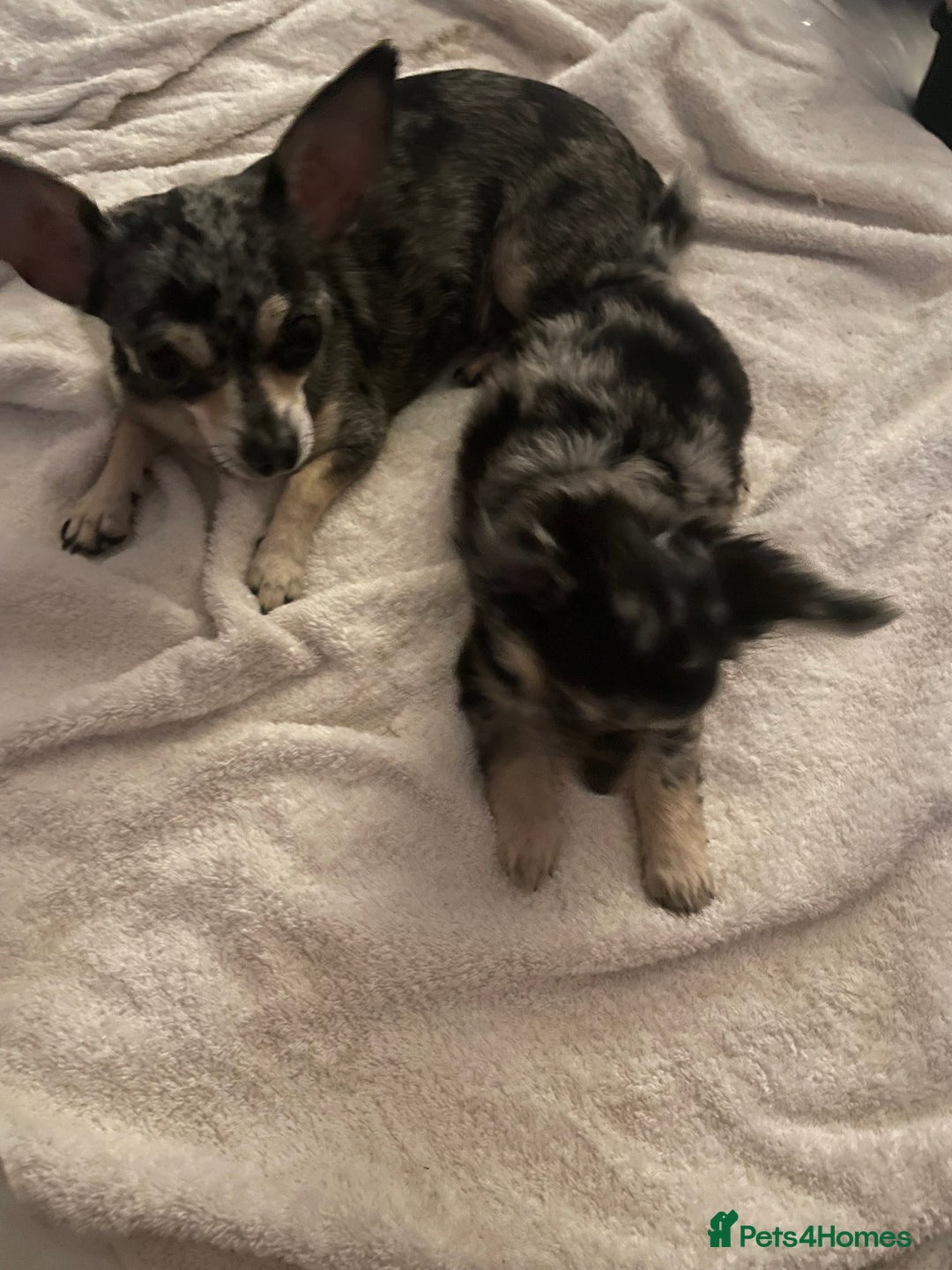 Chihuahua dogs for sale: Stunning pedigree Merle chihuahua pups  - Image 8