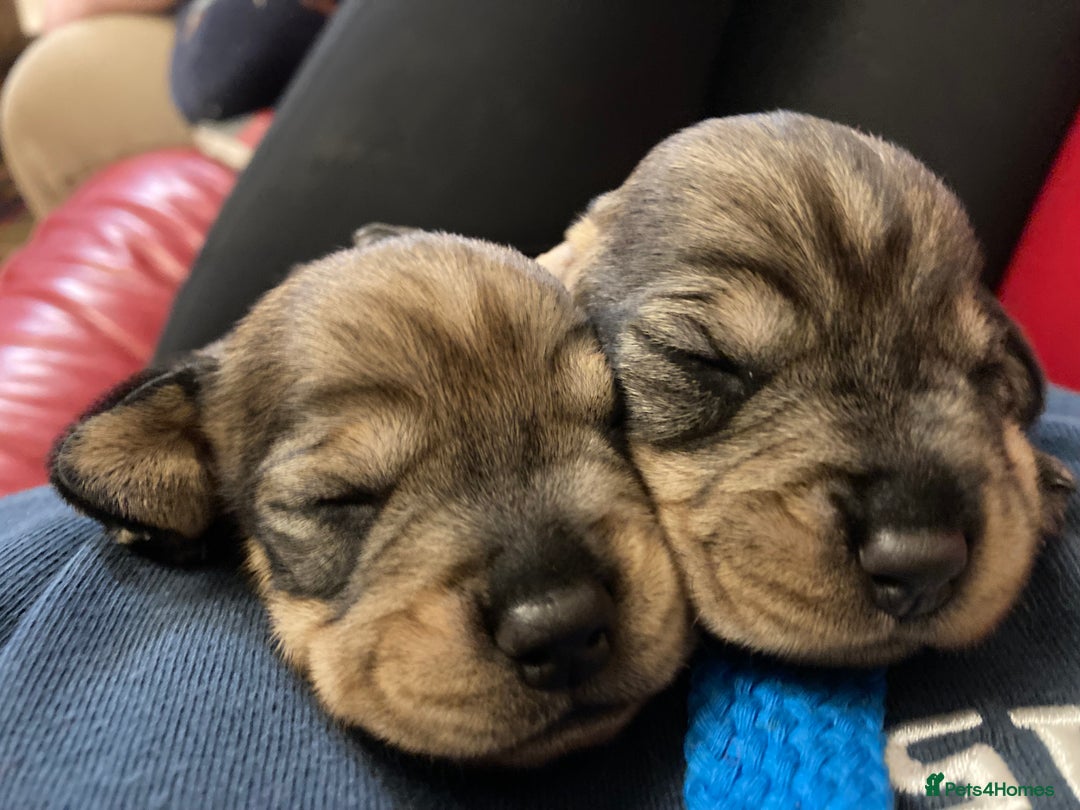 Dachshund dogs for sale: Gorgeous Wirehair Dachsund Pups - Image 2