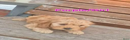 Cockapoo dogs for sale: F1 Cockapoo Puppies - Advert 4