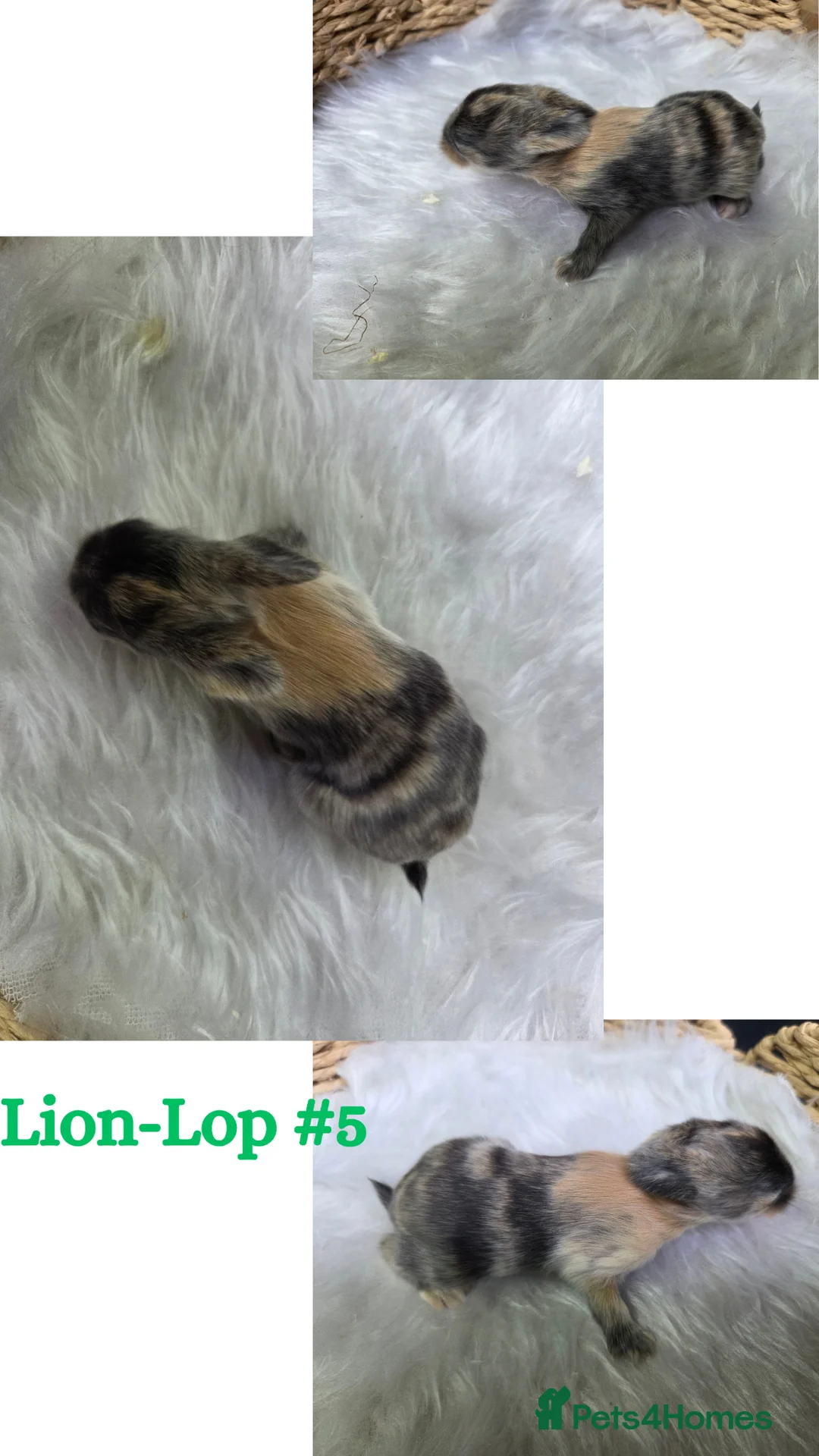 Mixed Breed rabbits for sale: Litter of Lion-Lops - born 09.05.26 - Advert 7