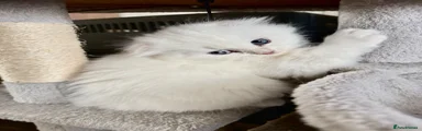 White fluffy fold boy