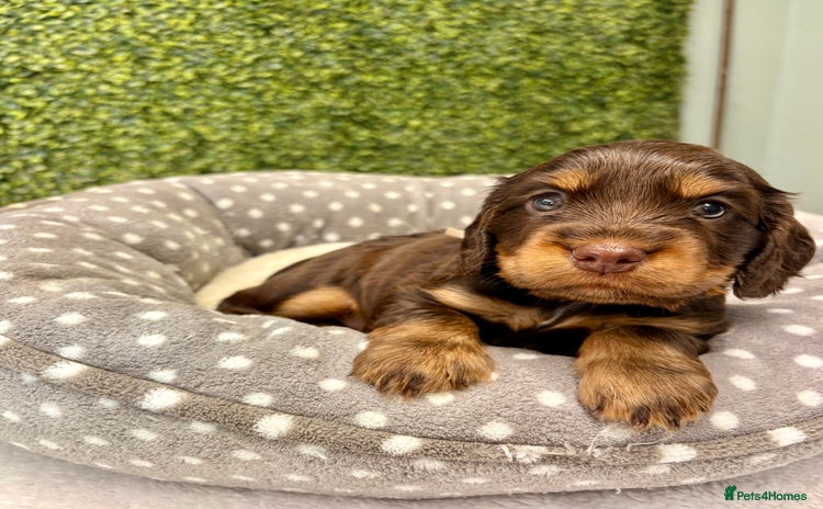 Cocker Spaniel dogs - Advert 4