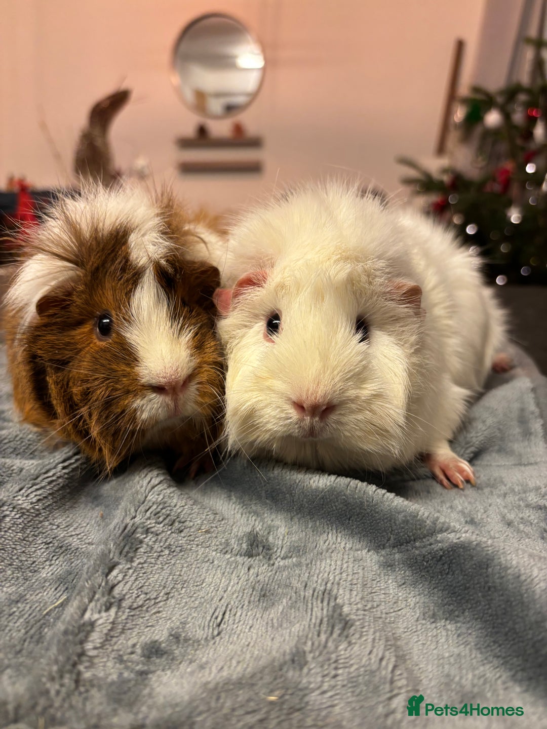 Guinea Pig rodents for sale: Two beautiful girls for sale  - Advert 3