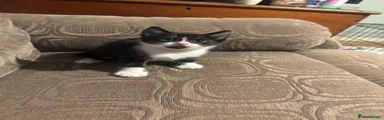 Mixed Breed Kitten 1
