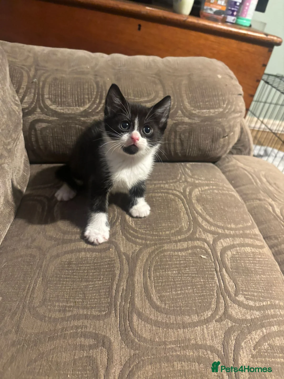 Mixed Breed cats for sale: 3 beautiful babies left in Milton Keynes - Advert 2