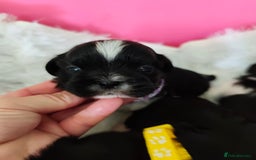 Shih Tzu dogs for sale: Shih Tzu puppies  - Image 9