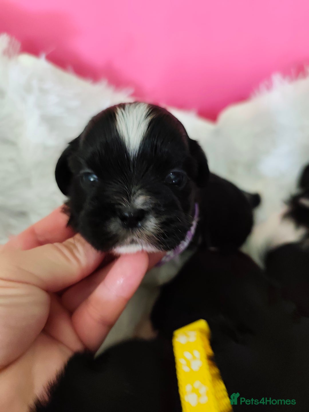 Shih Tzu dogs for sale: Shih Tzu puppies  - Image 9