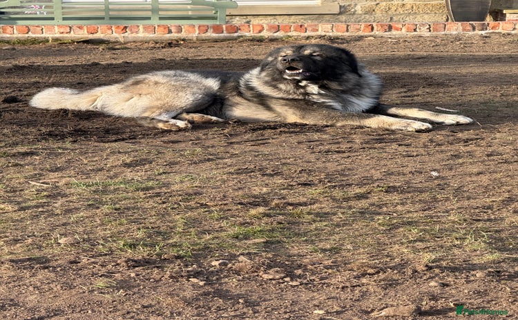 Caucasian Shepherd Dog dogs - Advert 1