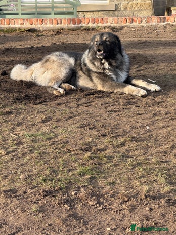 Caucasian Shepherd Dog dogs - Advert 1