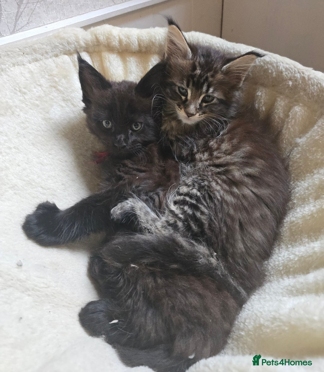 Maine Coon cats for sale: Maine Coon Kittens Polydactyl Russian line - Image 26