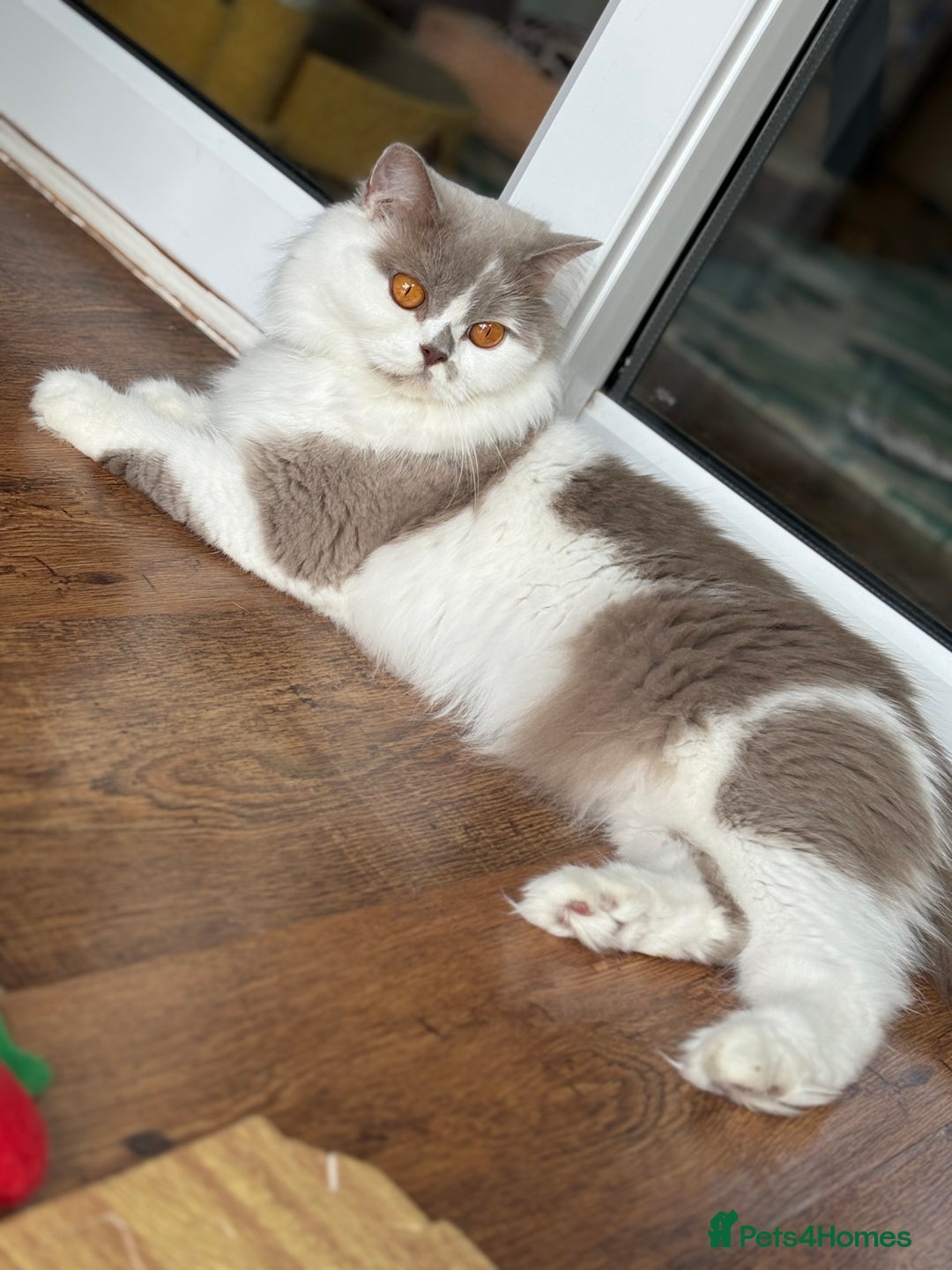 British Shorthair cats for sale: TICA reg lilac tortie and white bsh&blh kittens - Advert 6