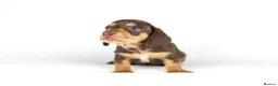 Miniature Dachshund dogs for sale: Miniature dachshund beautiful litter - Advert 40