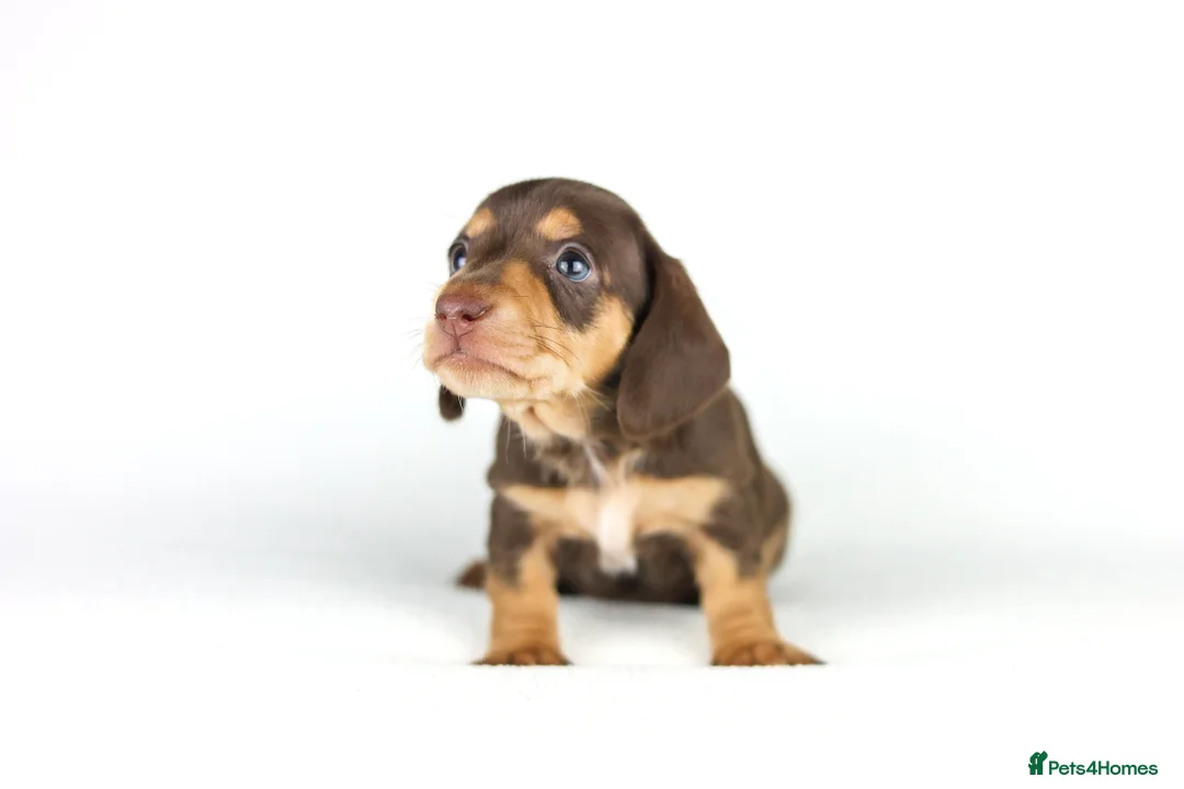 Miniature Dachshund dogs for sale: Miniature dachshund beautiful litter - Advert 40